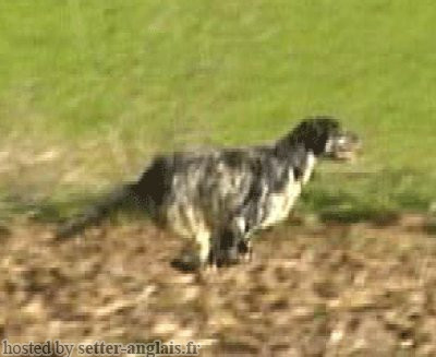 Setter Anglais EUSKITZE FIORENTINA Setter Anglais EUSKITZE FIORENTINA